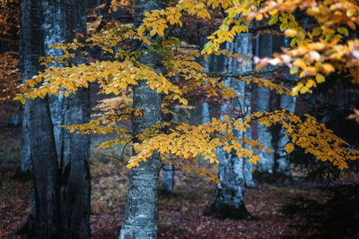 Close-up of yellow autumn trees in forest