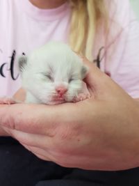 Close-up of kitten sleeping on bed