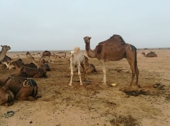 Horses on desert against clear sky