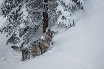 Dog running on snow covered field