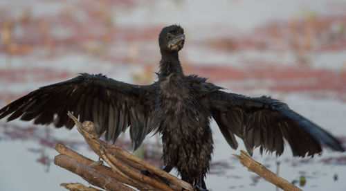 Close-up of bird