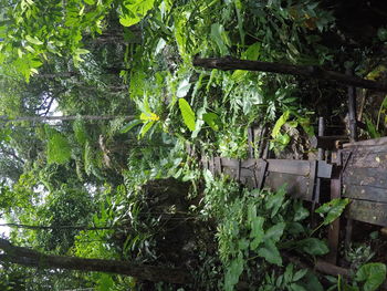 Trees growing in a park