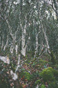 Close-up of lichen on tree in forest