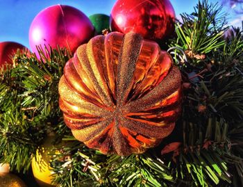 Close-up of red flowers