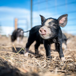 Portrait of an animal on field