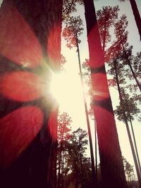 Low angle view of trees against sky during sunset