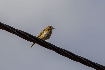 Low angle view of bird perching on branch against sky