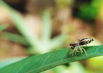 Close-up of spider on leaf