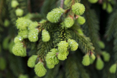 Closeup of beads of water on dwarf weeping norway spruce tender green growing branchlets