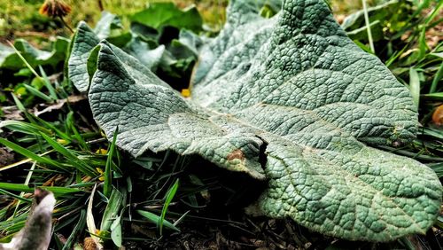 Close-up of lizard on field