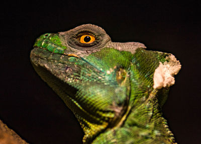 Close-up of a lizard