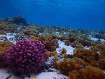 Close-up of coral in sea