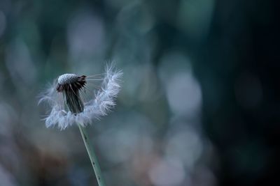 Close-up of dandelion on plant