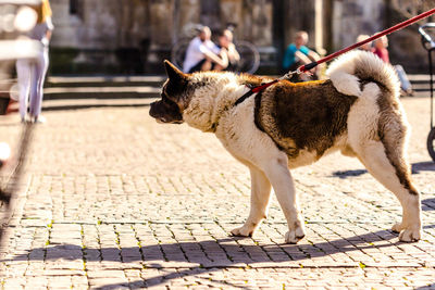 Close-up of dog walking on sidewalk