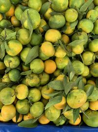 Full frame shot of tomatoes