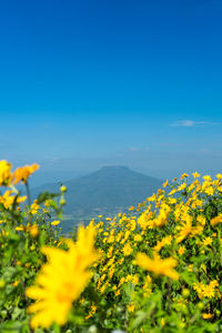 Yellow flowering plants on field against sky