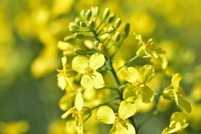 Close-up of yellow flowering plant