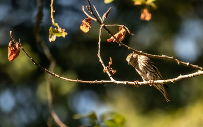 Close-up of berries on branch