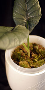 Close-up of potted plant against black background