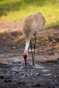 Full length of bird standing on field