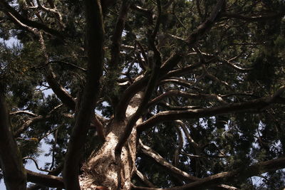 Trees in forest