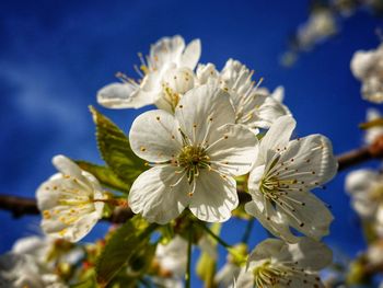 Close-up of white cherry blossoms against sky