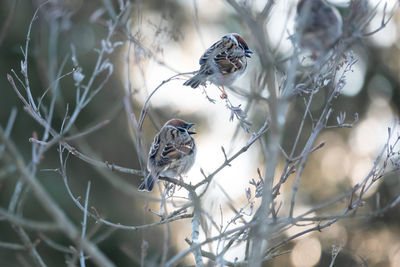 Close-up of bird perching on branch