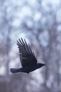 Close-up of bird flying against trees