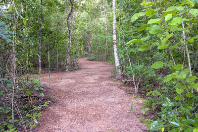 Plants growing in forest