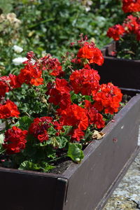 Close-up of fresh red flowers blooming outdoors