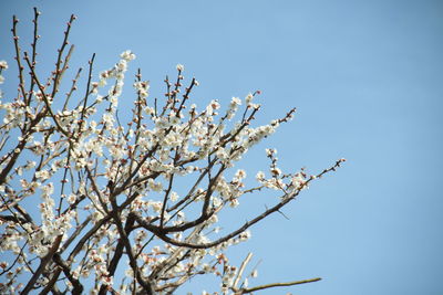 Low angle view of blossom tree against clear sky