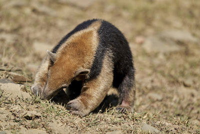 Southern tamandua, tamandua tetradactyla, also collared anteater or lesser anteater, pantanal. 