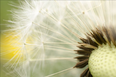 Close-up of dandelion growing on field