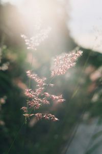 Close-up of flowering plant on field