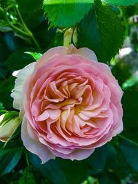 Close-up of pink rose blooming outdoors