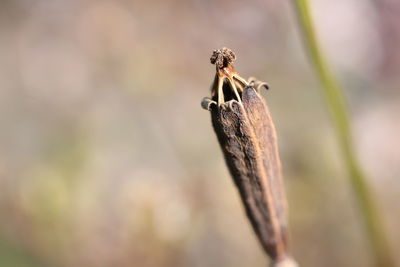 Close-up of insect