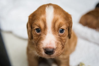 Close-up portrait of puppy
