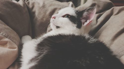 Close-up of cat relaxing on bed at home