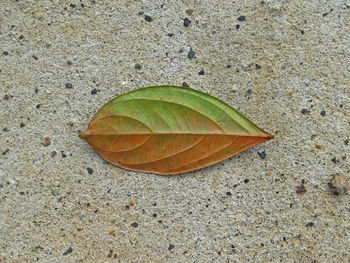 High angle view of leaf on beach