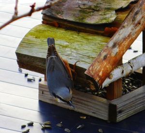 Close-up of wooden plank