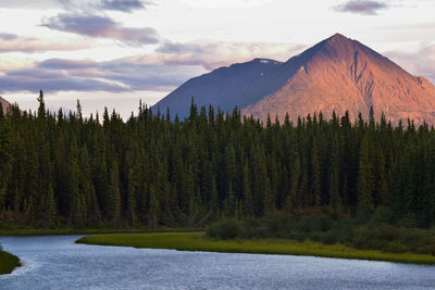 Scenic view of pine trees and mountains against sky