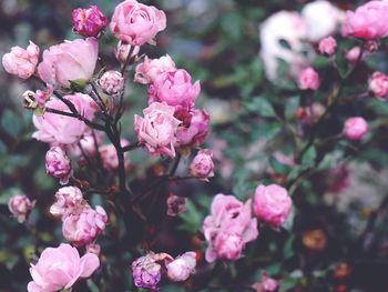 Close-up of pink flowering plants