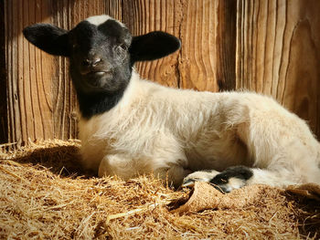 Close-up of animal sitting in pen