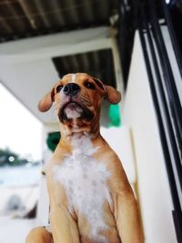 Portrait of dog looking at home