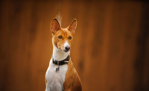 Close-up of dog looking away