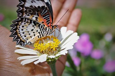 Close-up of butterfly pollinating on flower