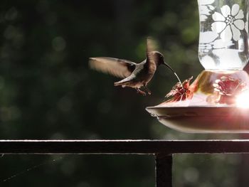 Close-up of hummingbird on feeder