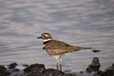 Close-up of bird on rock by lake