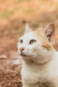 Close-up of a cat looking away