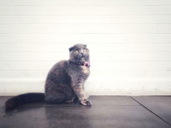 Cat sitting on floor against wall